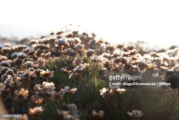 close-up of flowering plants on field against clear sky - conceicao stock pictures, royalty-free photos & images
