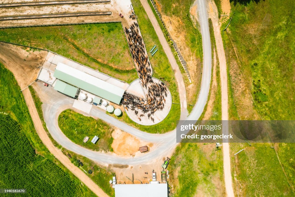 Dairy farm in Waikato, New Zealand