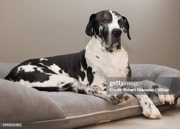 portrait of great dane relaxing on sofa at home,las vegas,nevada,united states,usa - gran danés fotografías e imágenes de stock