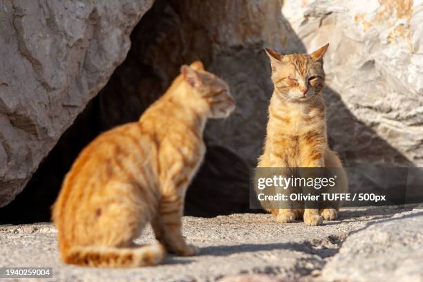two cats sitting on a rock - chat repos stock pictures, royalty-free photos & images