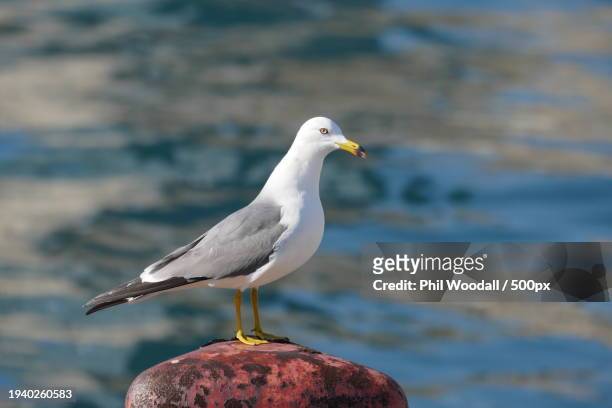 close-up of seagull perching on rock,japan - pacific ocean perch stock pictures, royalty-free photos & images