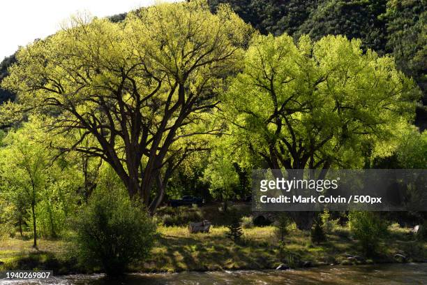 trees in forest,durango,colorado,united states,usa - mark colvin stock pictures, royalty-free photos & images