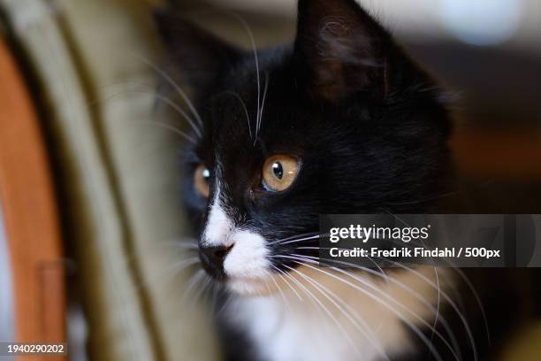 close-up of cat looking away - vänskap stock pictures, royalty-free photos & images