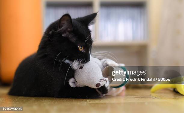 close-up of cat sitting on floor at home - vänskap stock pictures, royalty-free photos & images