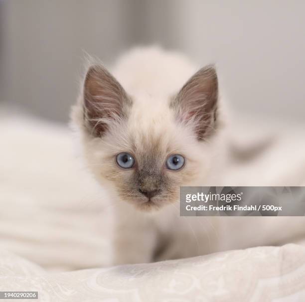 close-up portrait of kitten - vänskap stock pictures, royalty-free photos & images