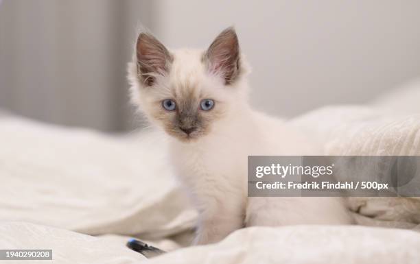 portrait of kitten sitting on bed at home - vänskap stock pictures, royalty-free photos & images