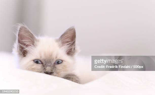 close-up portrait of kitten relaxing on bed at home - vänskap - fotografias e filmes do acervo
