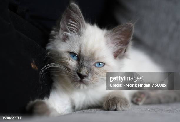 close-up portrait of kitten - vänskap stock pictures, royalty-free photos & images