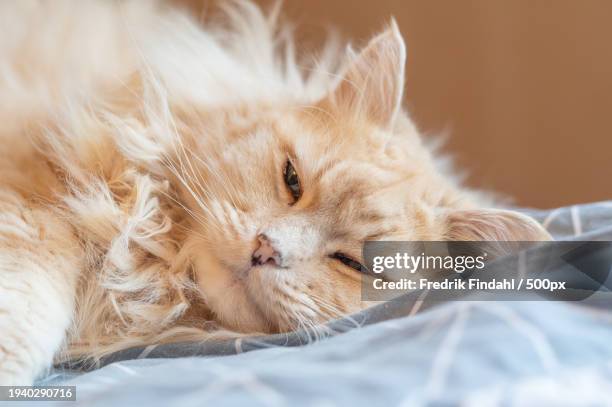 close-up of cat sleeping - vänskap stock pictures, royalty-free photos & images