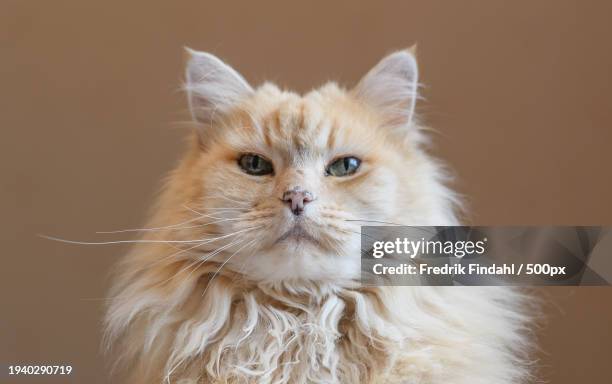 close-up portrait of cat against wall - vänskap stock pictures, royalty-free photos & images