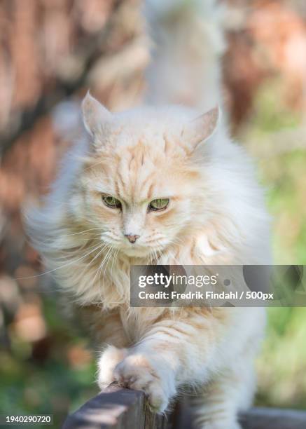 close-up of cat sitting outdoors - vänskap - fotografias e filmes do acervo