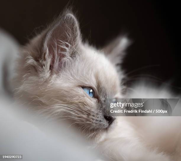 close-up of a cat looking away - vänskap stock pictures, royalty-free photos & images