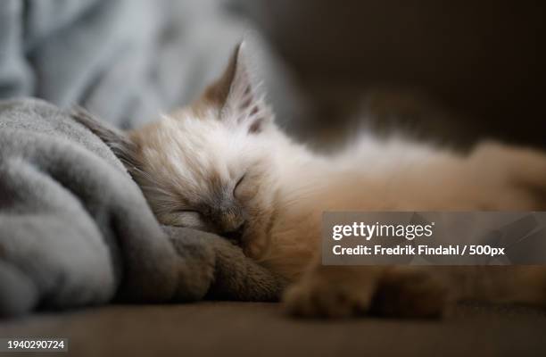 close-up of cat sleeping - vänskap stock pictures, royalty-free photos & images