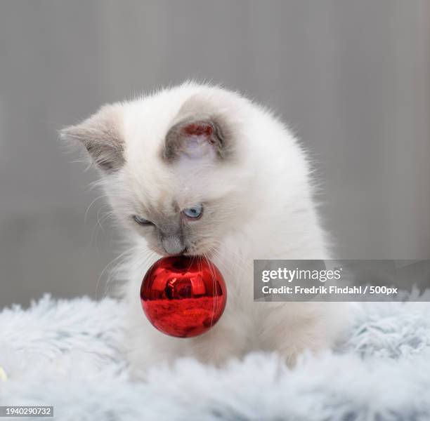 close-up of cat on rug - vänskap stock pictures, royalty-free photos & images