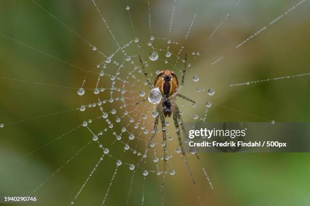 close-up of spider on web - närbild fotografías e imágenes de stock