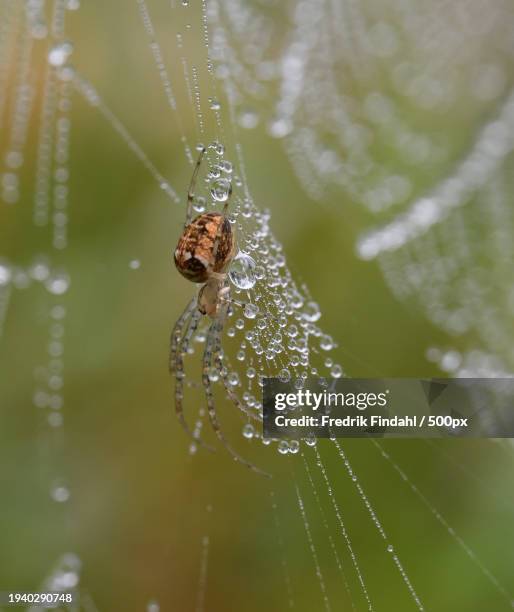 close-up of spider on web - närbild stockfoto's en -beelden