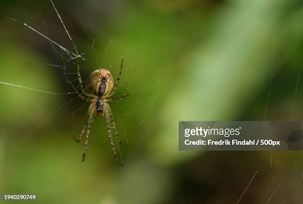 close-up of spider on web - närbild stock pictures, royalty-free photos & images