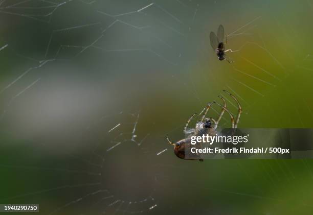 close-up of spider on web - närbild stockfoto's en -beelden