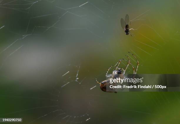 close-up of spider on web - närbild stock pictures, royalty-free photos & images