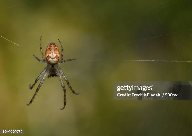 close-up of spider on web - närbild stock pictures, royalty-free photos & images