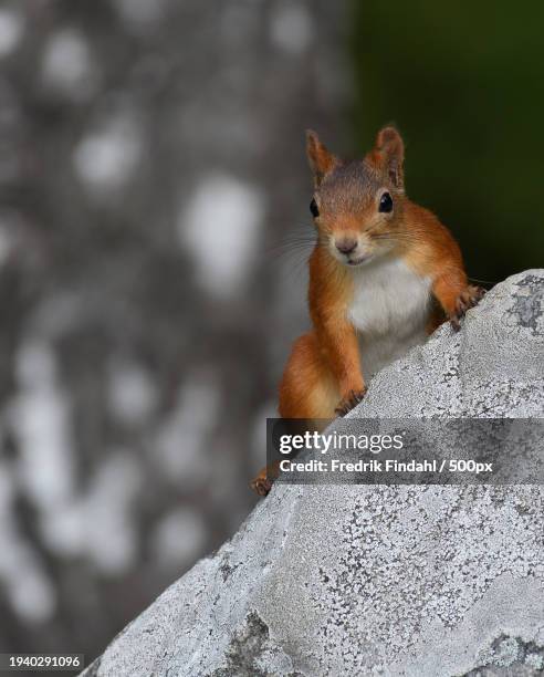 close-up of squirrel on rock - vildmark stock-fotos und bilder