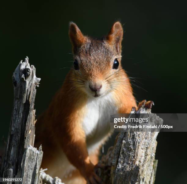 close-up of squirrel on tree trunk - vildmark stock-fotos und bilder