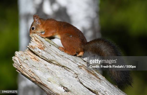 close-up of squirrel on tree trunk - vildmark stock-fotos und bilder