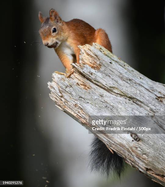 close-up of squirrel on tree trunk - vildmark stock-fotos und bilder
