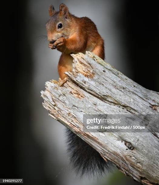 close-up of squirrel on wood - vildmark stock-fotos und bilder