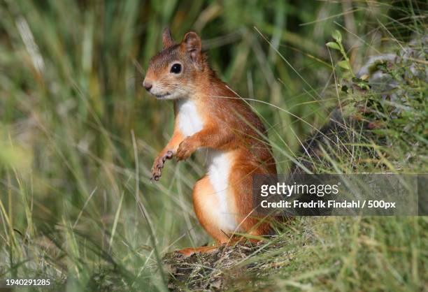 close-up of squirrel on grass - vildmark stock-fotos und bilder