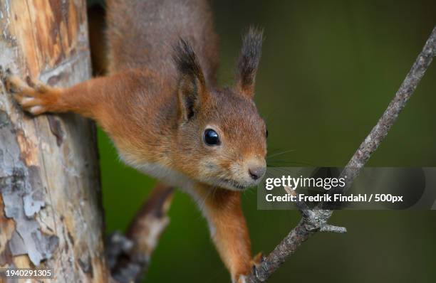 close-up of squirrel on tree - vildmark stock-fotos und bilder