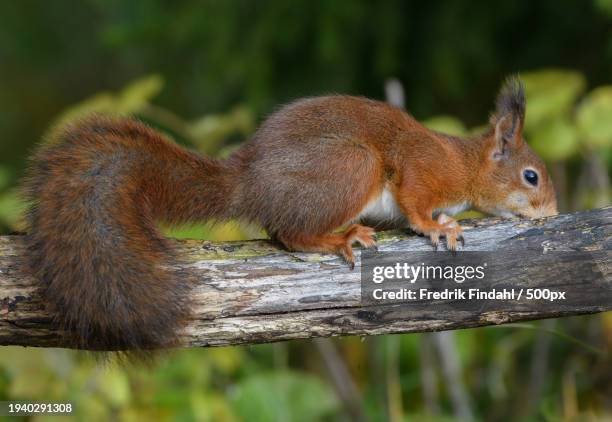 close-up of squirrel on tree - vildmark stock-fotos und bilder