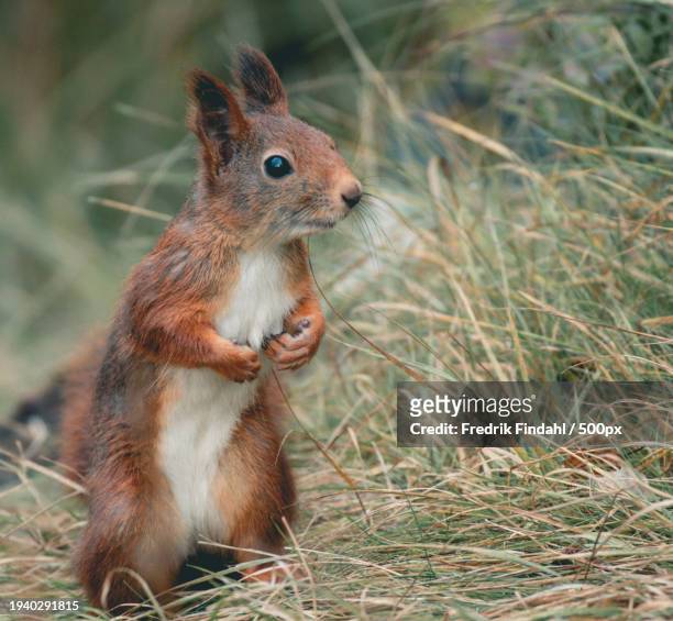 close-up of squirrel on grass - vildmark stock-fotos und bilder