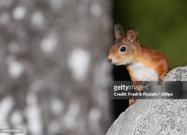 close-up of squirrel on rock - vildmark stock-fotos und bilder