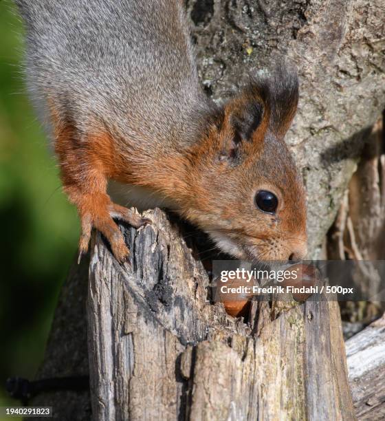 close-up of gray squirrel on tree trunk - vildmark stock-fotos und bilder