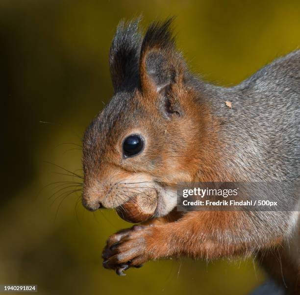 close-up of squirrel on water - vildmark stock-fotos und bilder