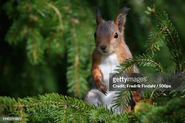 close-up of squirrel on tree - vildmark stock-fotos und bilder