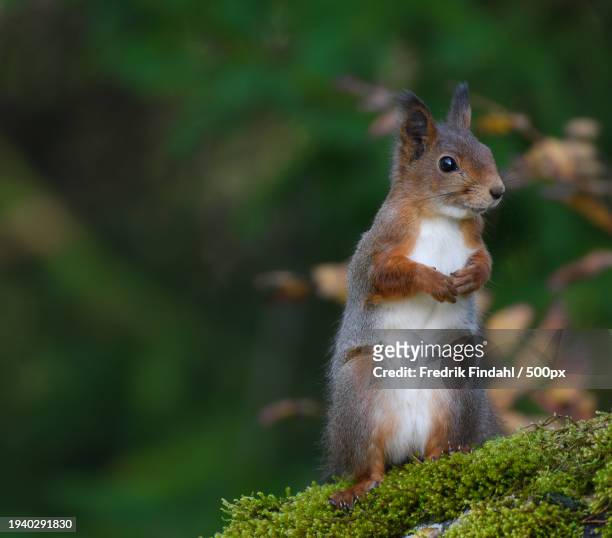 close-up of squirrel on tree - vildmark stock-fotos und bilder