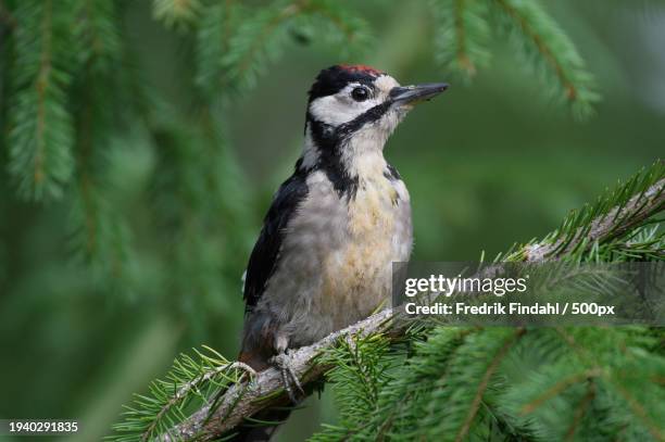 close-up of woodpecker perching on branch - djur - fotografias e filmes do acervo