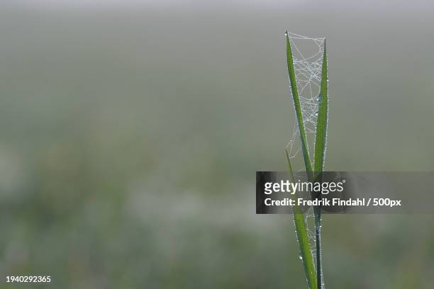 close-up of wet grass - närbild stock pictures, royalty-free photos & images