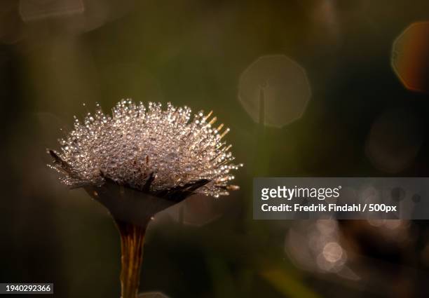close-up of dandelion flower - närbild stockfoto's en -beelden