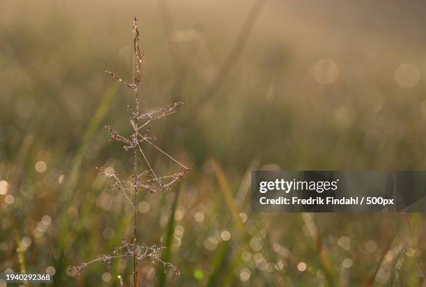 close-up of wet plant on field - närbild stockfoto's en -beelden