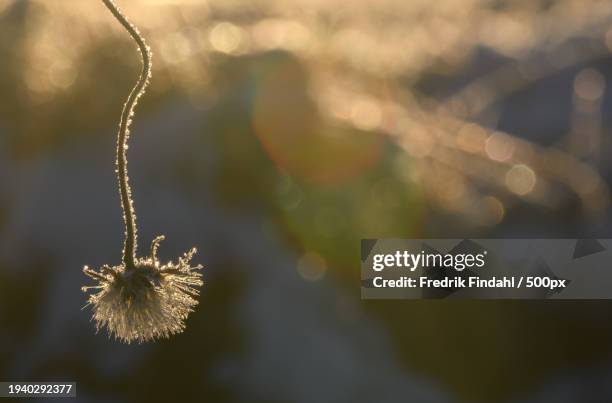 close-up of wilted plant - närbild stock pictures, royalty-free photos & images