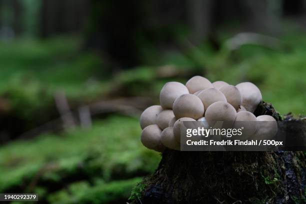 close-up of mushrooms growing on tree trunk - närbild stockfoto's en -beelden