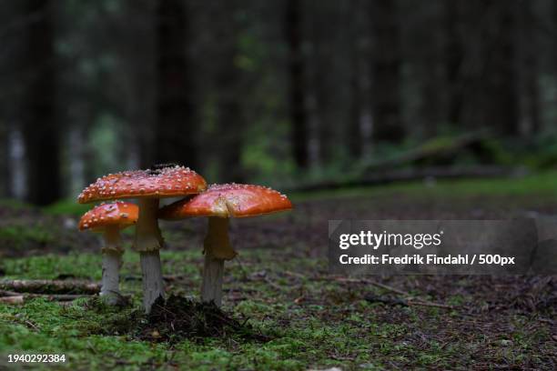 close-up of mushrooms growing on field - närbild stock pictures, royalty-free photos & images