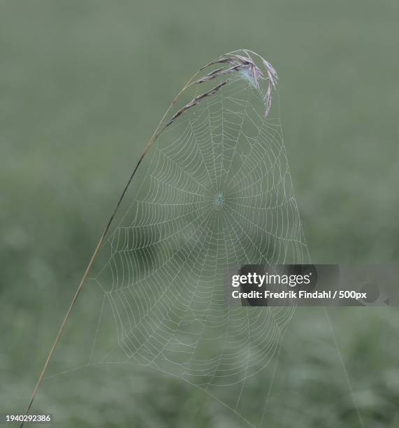 close-up of spider on web - närbild fotografías e imágenes de stock