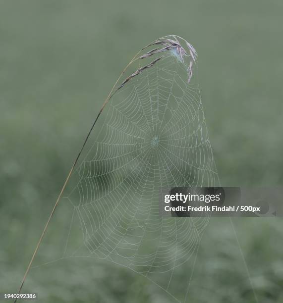 close-up of spider on web - närbild stockfoto's en -beelden