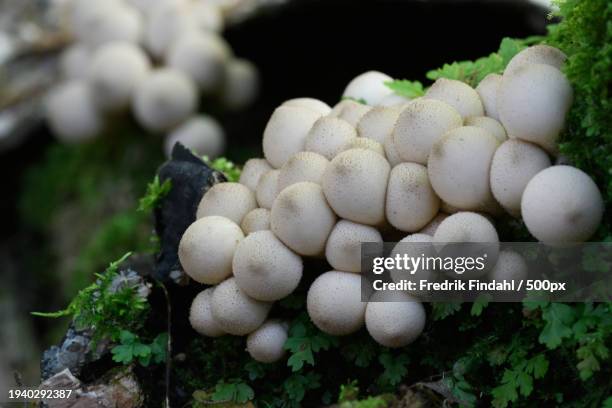 close-up of mushrooms growing on tree - närbild fotografías e imágenes de stock