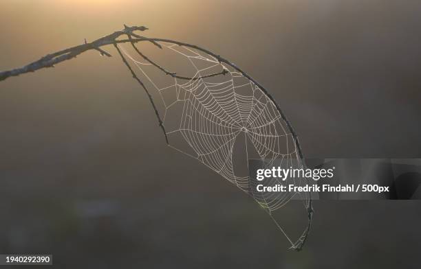 close-up of spider web on plant - närbild fotografías e imágenes de stock