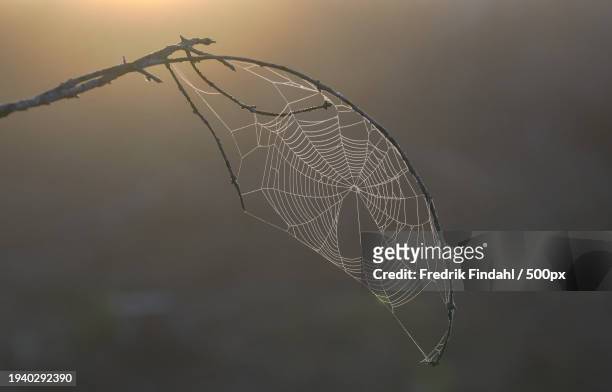close-up of spider web on plant - närbild stock pictures, royalty-free photos & images